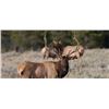 Image 13 : Discounted Colorado Elk Hunt Lodging with the option for Hunting Public Land or Private additional