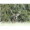Image 14 : Discounted Colorado Elk Hunt Lodging with the option for Hunting Public Land or Private additional