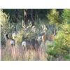 Image 15 : Discounted Colorado Elk Hunt Lodging with the option for Hunting Public Land or Private additional