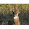 Image 16 : Discounted Bird and Beast Hunt Semi-Guided Whitetail Deer and Pheasant in Eastern Nebraska