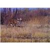 Image 5 : Discounted Bird and Beast Hunt Semi-Guided Whitetail Deer and Pheasant in Eastern Nebraska