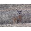 Image 7 : Discounted Bird and Beast Hunt Semi-Guided Whitetail Deer and Pheasant in Eastern Nebraska