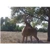Image 9 : Discounted Bird and Beast Hunt Semi-Guided Whitetail Deer and Pheasant in Eastern Nebraska