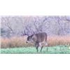 Image 4 : Discounted Hunt in Texas/Hunt like the Big Dog this year Whitetail Buck, Whitetail Doe and a Hog