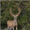 Image 10 : Discounted Utah Guided w/lodging Trophy Mule Deer on 8 mile Alfalfa Ranch and adjacent private land