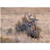 Image 11 : Discounted Utah Guided w/lodging Trophy Mule Deer on 8 mile Alfalfa Ranch and adjacent private land