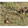 Image 12 : Discounted Utah Guided w/lodging Trophy Mule Deer on 8 mile Alfalfa Ranch and adjacent private land