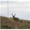 Image 13 : Discounted Utah Guided w/lodging Trophy Mule Deer on 8 mile Alfalfa Ranch and adjacent private land