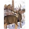 Image 14 : Discounted Utah Guided w/lodging Trophy Mule Deer on 8 mile Alfalfa Ranch and adjacent private land
