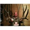 Image 1 : Discounted Utah Guided w/lodging Trophy Mule Deer on 8 mile Alfalfa Ranch and adjacent private land