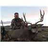Image 3 : Discounted Utah Guided w/lodging Trophy Mule Deer on 8 mile Alfalfa Ranch and adjacent private land
