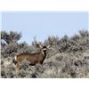 Image 6 : Discounted Utah Guided w/lodging Trophy Mule Deer on 8 mile Alfalfa Ranch and adjacent private land