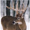 Image 2 : I have a secret place in Iowa with big whitetail and it doesn't take any point to draw the license!