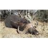 Image 11 : Discounted Dangerous Game Hunt Huge African Buffalo 2018/2019 down to only to pennies
