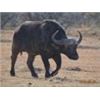 Image 13 : Discounted Dangerous Game Hunt Huge African Buffalo 2018/2019 down to only to pennies