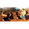 Image 15 : Discounted Dangerous Game Hunt Huge African Buffalo 2018/2019 down to only to pennies