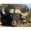 Image 1 : Discounted Dangerous Game Hunt Huge African Buffalo 2018/2019 down to only to pennies