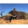 Image 5 : Discounted Dangerous Game Hunt Huge African Buffalo 2018/2019 down to only to pennies