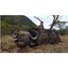 Image 6 : Discounted Dangerous Game Hunt Huge African Buffalo 2018/2019 down to only to pennies