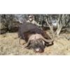 Image 7 : Discounted Dangerous Game Hunt Huge African Buffalo 2018/2019 down to only to pennies
