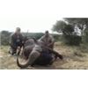 Image 8 : Discounted Dangerous Game Hunt Huge African Buffalo 2018/2019 down to only to pennies