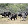 Image 9 : Discounted Dangerous Game Hunt Huge African Buffalo 2018/2019 down to only to pennies