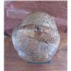 Image 8 : Fang Reliquary Head on Stand