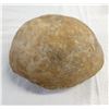Image 1 : Fossil Turtle