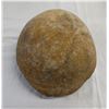 Image 2 : Fossil Turtle