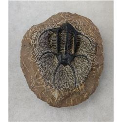 Fossil Trilobite