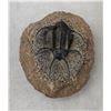 Image 1 : Fossil Trilobite