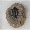 Image 2 : Fossil Trilobite
