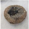 Image 4 : Fossil Trilobite