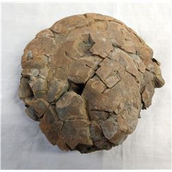 Fossil Turtle