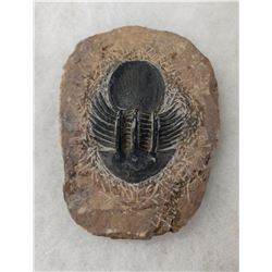 Rare Fossil Trilobite