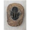 Image 1 : Rare Fossil Trilobite