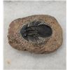 Image 2 : Rare Fossil Trilobite