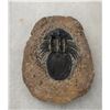 Image 3 : Rare Fossil Trilobite
