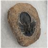 Image 4 : Rare Fossil Trilobite