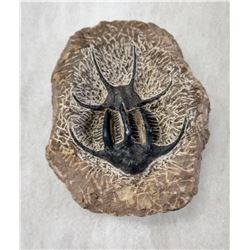 Rare Fossil Trilobite