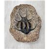 Image 1 : Rare Fossil Trilobite