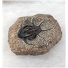 Image 2 : Rare Fossil Trilobite