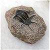 Image 3 : Rare Fossil Trilobite