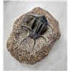 Image 4 : Rare Fossil Trilobite