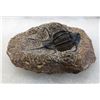 Image 5 : Rare Fossil Trilobite