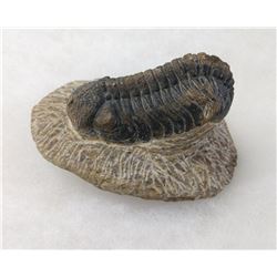 Fossil Trilobite