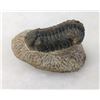 Image 1 : Fossil Trilobite