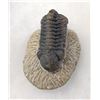 Image 2 : Fossil Trilobite