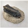 Image 3 : Fossil Trilobite