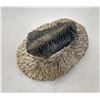 Image 4 : Fossil Trilobite